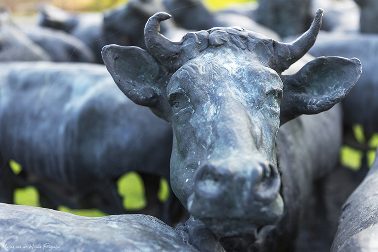 Marjan van der Heijden fotografie